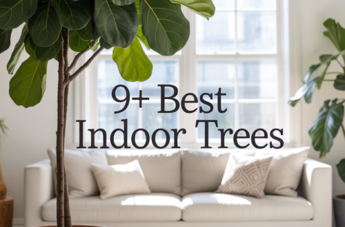 10 Statement Indoor Trees to Elevate Your Home Decor