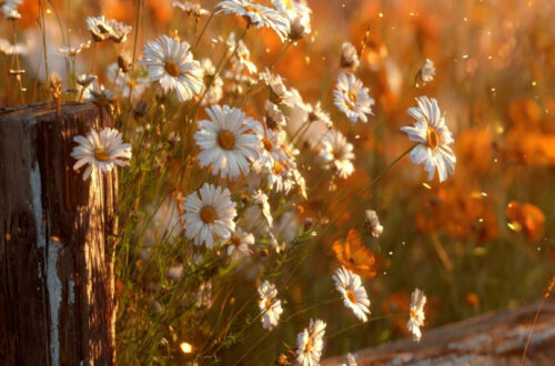 10 Easy Ways to Live Naturally Everday 10 Easy Ways to Live Naturally Everday