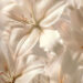 10 Stunning White Flowers to Brighten Any Room 10 Stunning White Flowers to Brighten Any Room