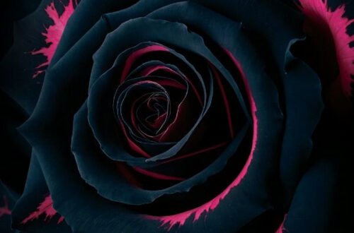 Stunning Wallpapers for iPhone & Android Stunning Wallpapers for iPhone & Android