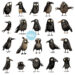 Free Funny Raven Clipart for Instant Download