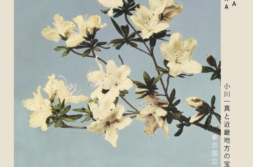 Ethereal Japanese Azaleas: Stunning 5×7 Exhibition Print