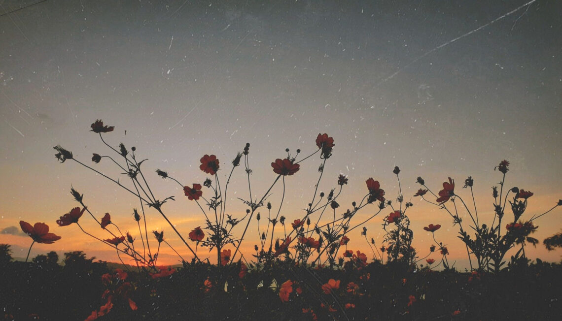 Unleashing the Beauty of Blooming Flowers