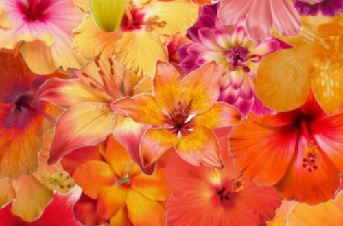 Petals That Steal the Scene Petals That Steal the Scene