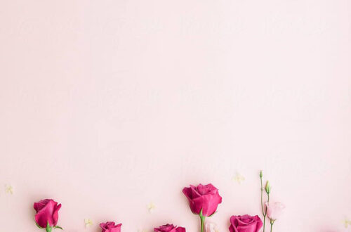 Pink Roses on a Romantic Blush Background