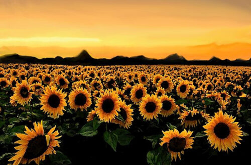 Captivating Summer Escapes