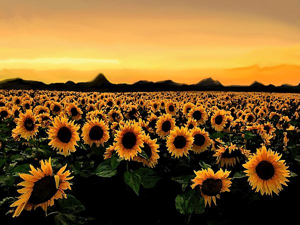 Captivating Summer Escapes