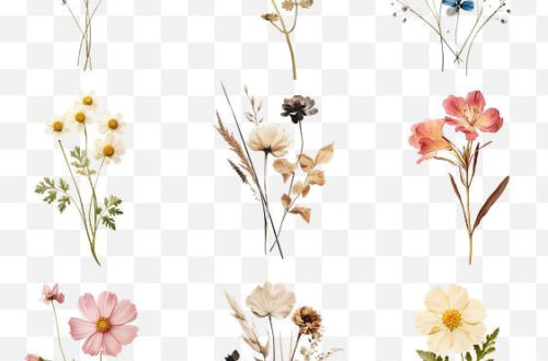 Press Flower PNGs for Instant Design