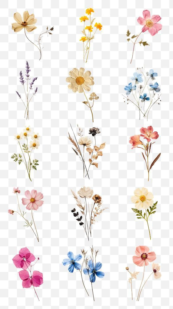 Press Flower PNGs for Instant Design