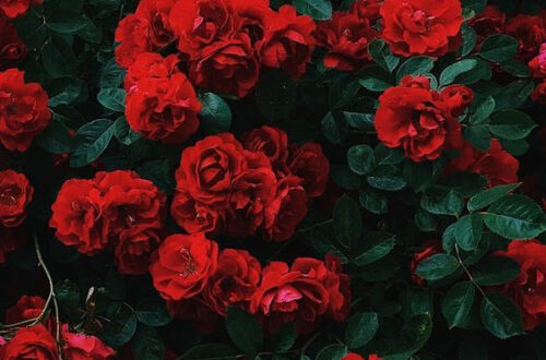 Roses Red: A Classic Love Symbol
