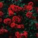 Roses Red: A Classic Love Symbol