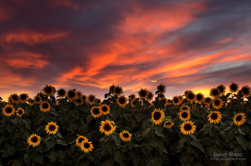 Breathtaking Sunflower Sunset Captures the Golden Hour Magic Breathtaking Sunflower Sunset Captures the Golden Hour Magic