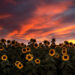 Breathtaking Sunflower Sunset Captures the Golden Hour Magic