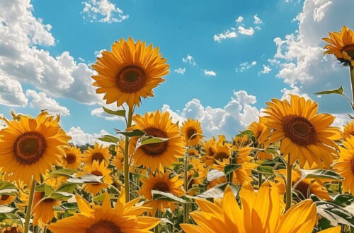 Blossoming Beauty for Your Phone