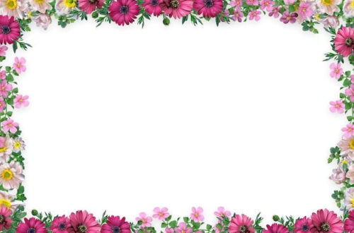 Download Free Elegant Floral Photos Now