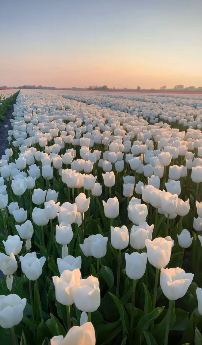 Brighten Up Your Garden with 100 Multicolor Tulips