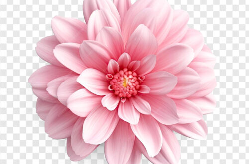 Vibrant Pink Flowers in Stunning 3D Isolation Vibrant Pink Flowers in Stunning 3D Isolation