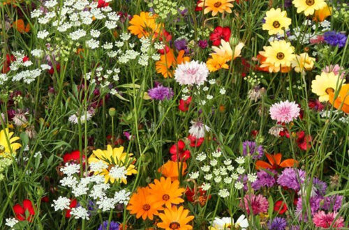 Breathtaking Meadow Blooms Breathtaking Meadow Blooms