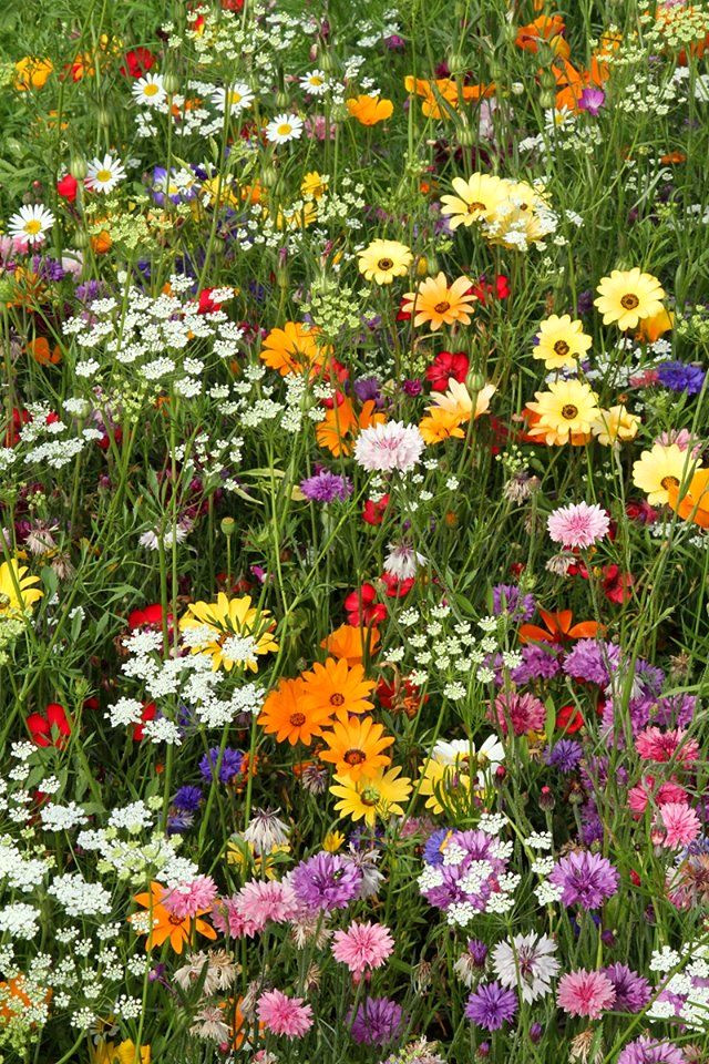 Breathtaking Meadow Blooms