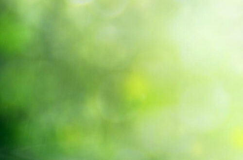 Meet Lola, The Fierce and Lovable Cat Companion Meet Lola, The Fierce and Lovable Cat Companion