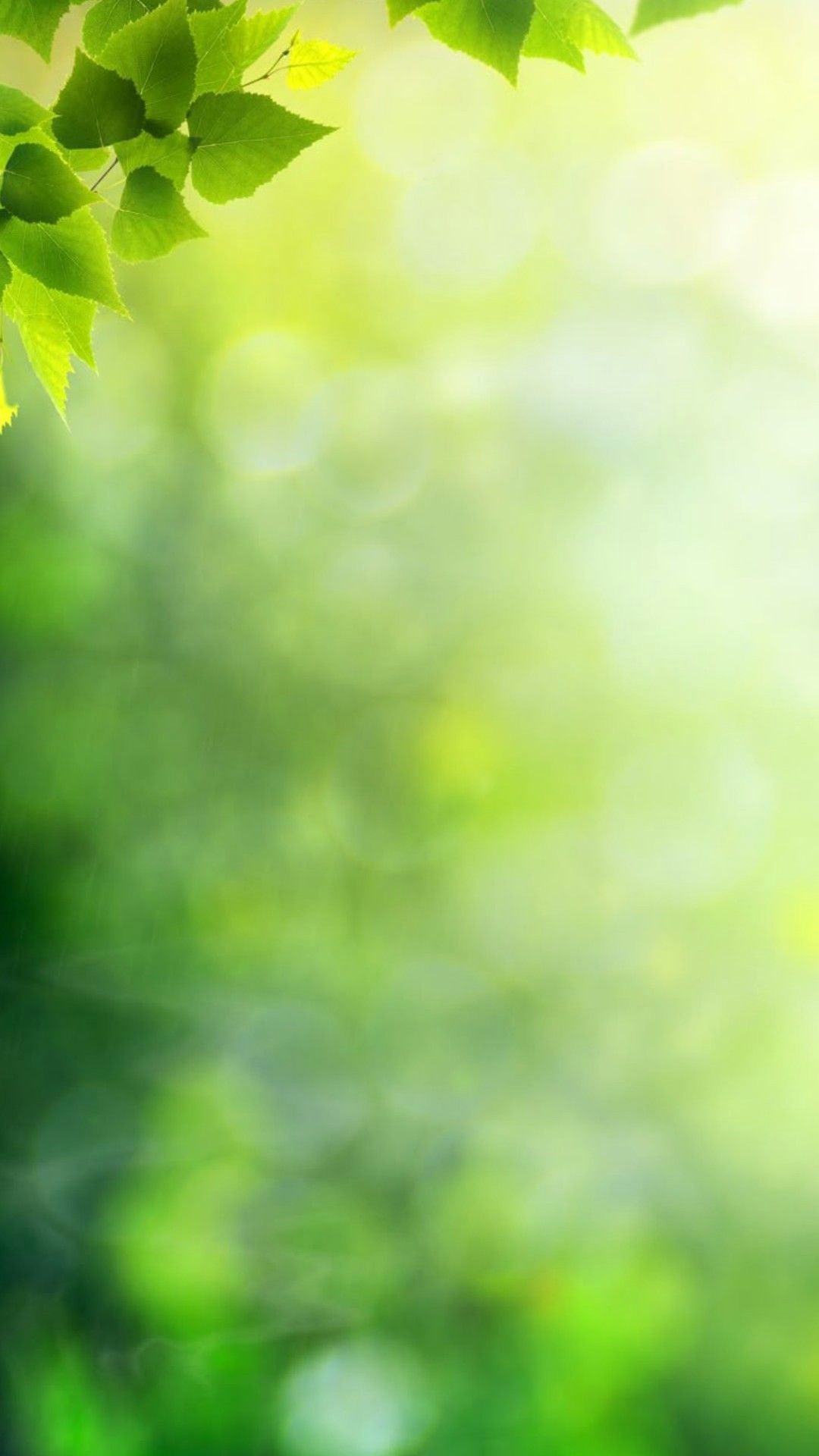 Meet Lola, The Fierce and Lovable Cat Companion