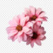 Pink Flower Magic: 120+ AI-Generated Blooms for Your Designs