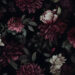 Free Floral Wallpaper Downloads You’ll Love