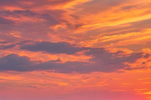 Unleash the Power of the Wild Unleash the Power of the Wild