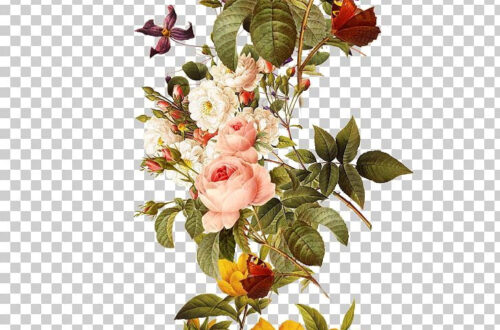 Download Free Floral PNG Images