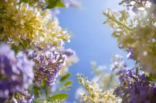 Purple Paradise: Ethereal Floral Scene Wallpaper Purple Paradise: Ethereal Floral Scene Wallpaper