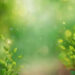 Stunning Green Bokeh Background