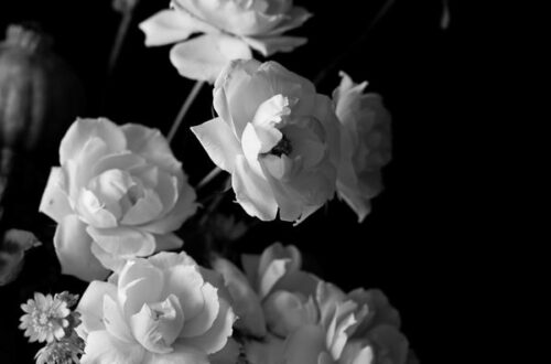 Elegant Black and White Florals
