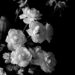 Elegant Black and White Florals Elegant Black and White Florals