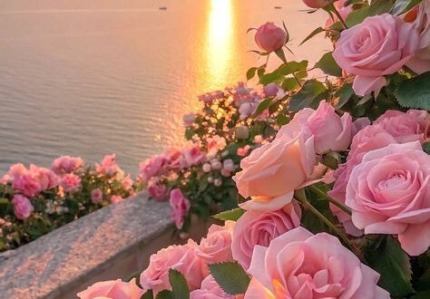 Petals of Beauty Petals of Beauty