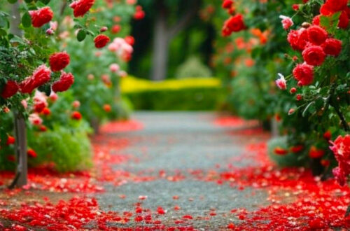 The Beauty of Roses The Beauty of Roses