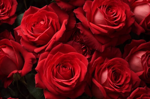 Eternal Rose of Love Eternal Rose of Love