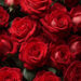 Eternal Rose of Love Eternal Rose of Love