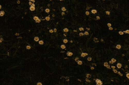 Elevate Your Space: The Ultimate Aesthetic Guide