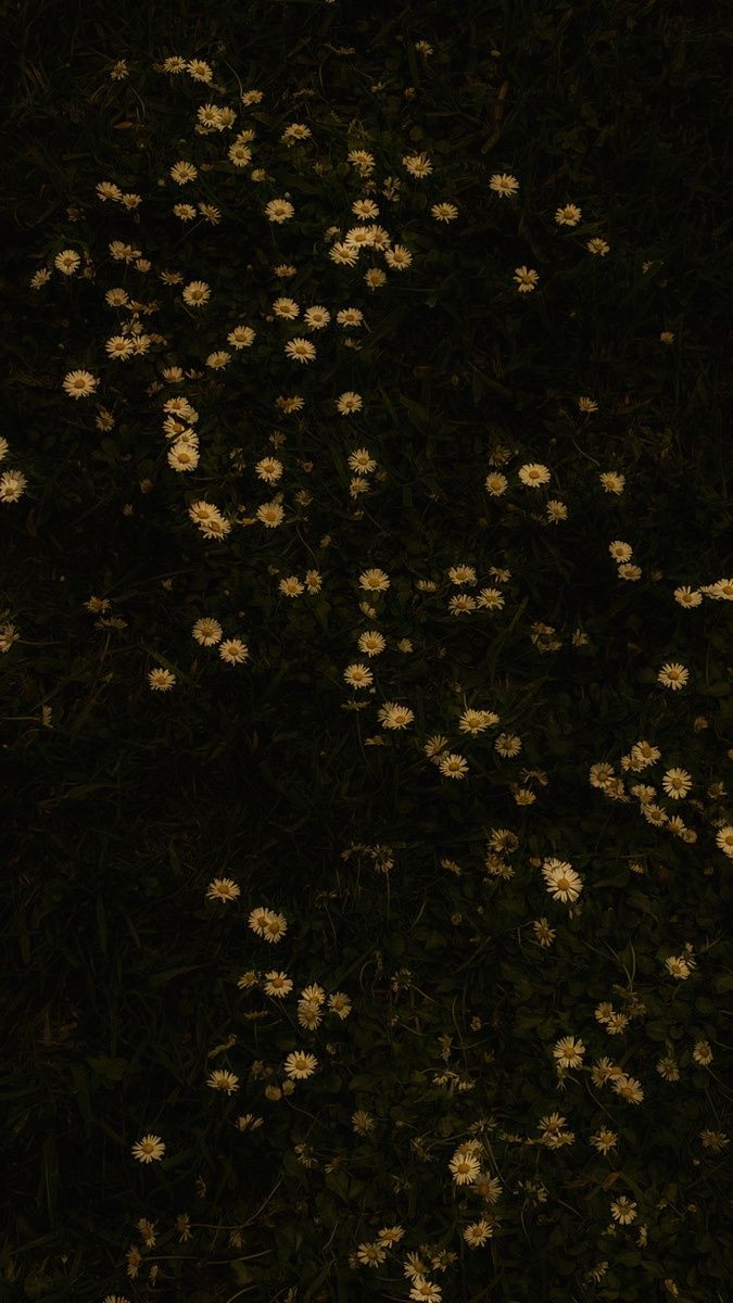 Elevate Your Space: The Ultimate Aesthetic Guide