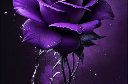 Deep Purple Rose Blooms Deep Purple Rose Blooms