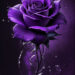 Deep Purple Rose Blooms Deep Purple Rose Blooms