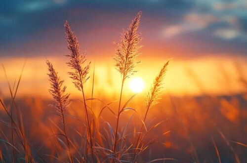 Elevate Your Space with Stunning High-Resolution Nature Views