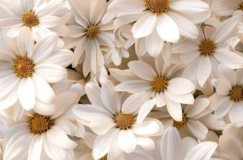 15 Simple Ways to Add White Flowers to Your Home