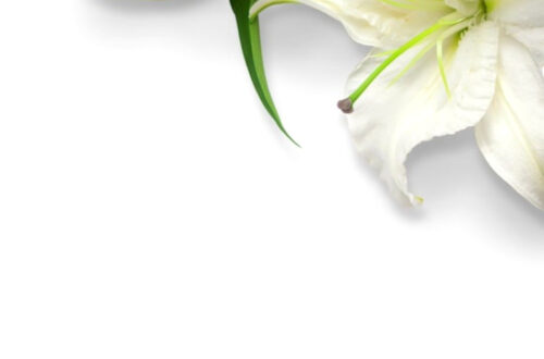 Timeless White Lilies