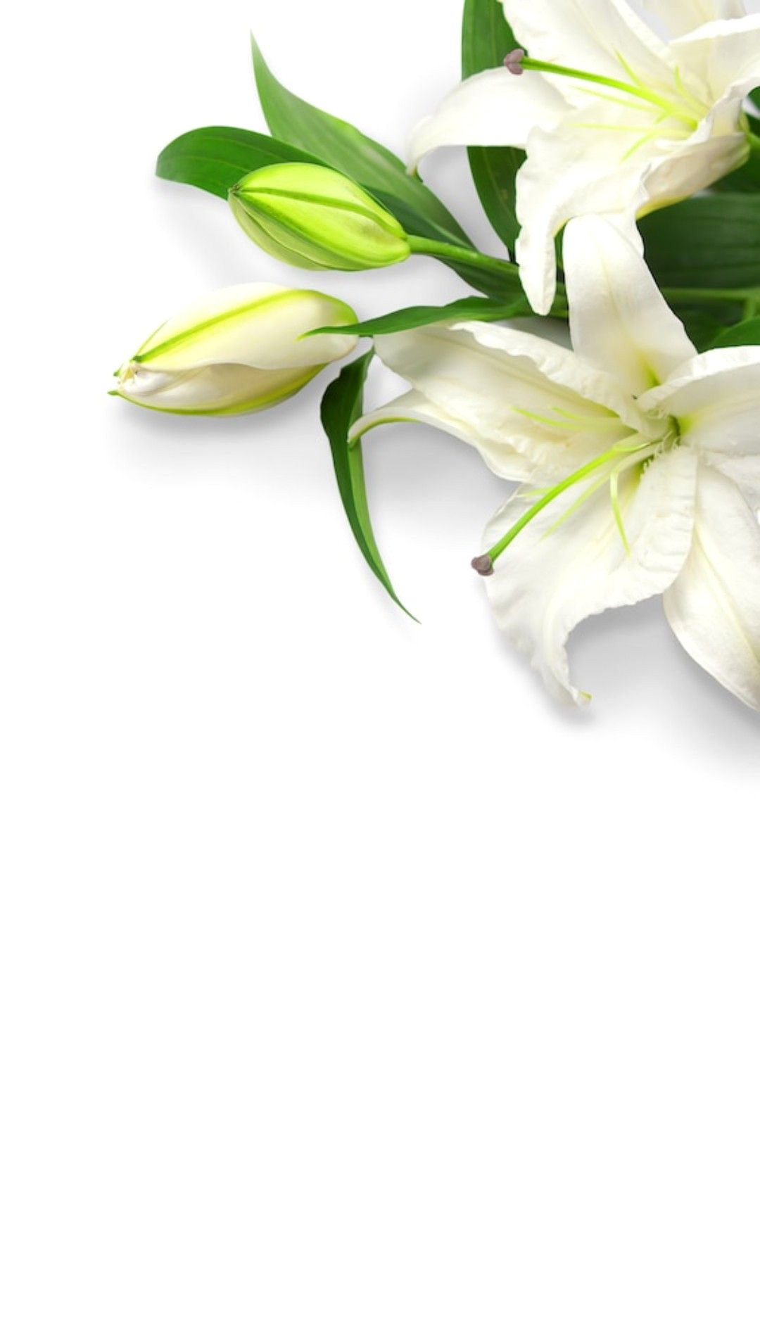 Timeless White Lilies