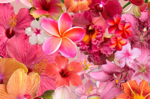 Blossoms of a Golden Sunset