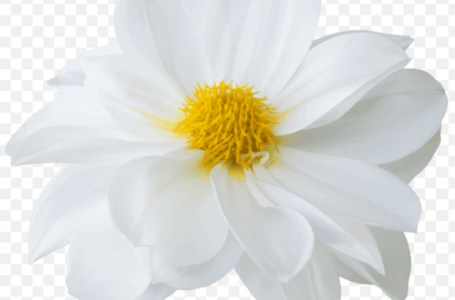 20 Stunning White Flowers with Perfectly Clear Backgrounds