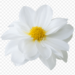 20 Stunning White Flowers with Perfectly Clear Backgrounds