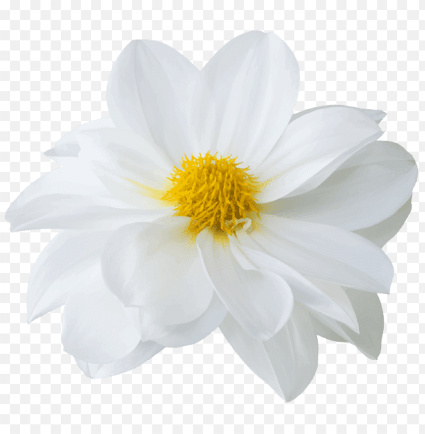 20 Stunning White Flowers with Perfectly Clear Backgrounds