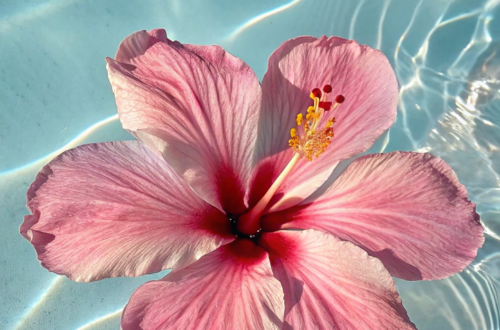 Bloom into Summer with Floral iPhone Wallpapers